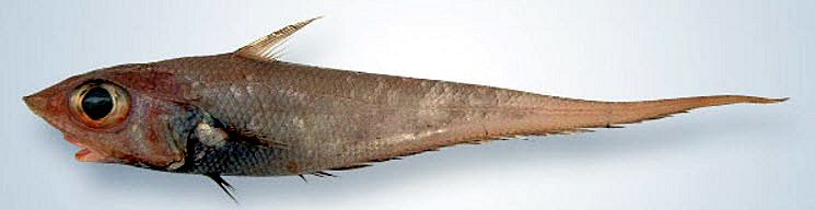 Coelorinchus caelorhincus_002